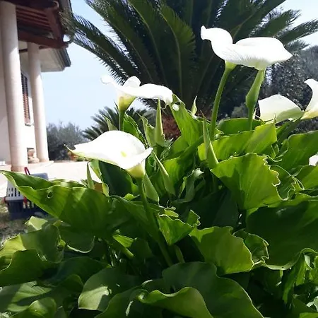 Profumo Di Campagna *