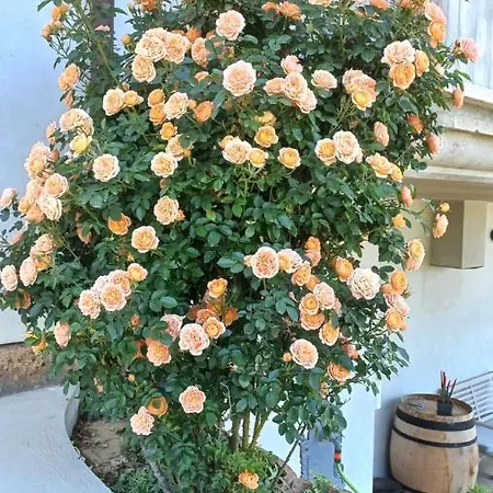 Profumo Di Campagna Bed & Breakfast *