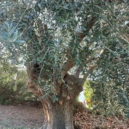 Profumo Di Campagna Bed & Breakfast