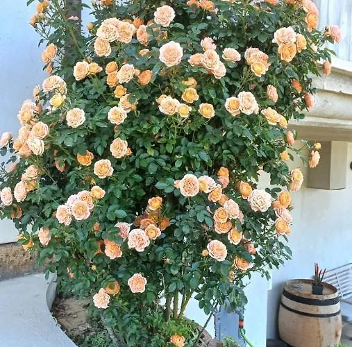 Profumo Di Campagna Alojamento de Acomodação e Pequeno-almoço 3*