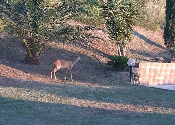 Alojamento de Acomodação e Pequeno-almoço Profumo Di Campagna